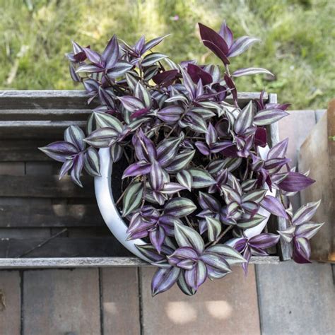 tradescantia moisture meter|how to grow tradescantia plant.